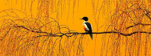 Eén noot in de avondlucht – de vogel die de stilte bewaakt