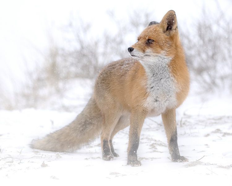 Fox in the snow looks into the distance by Patrick van Bakkum