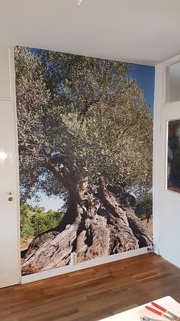 Ancient olive tree in Spain