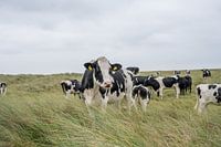 Terschelling Boschplaat nature grazers cows