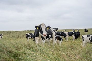 Terschelling Boschplaat natuurgrazers helmgras groepje koeien van Yvonne van Driel