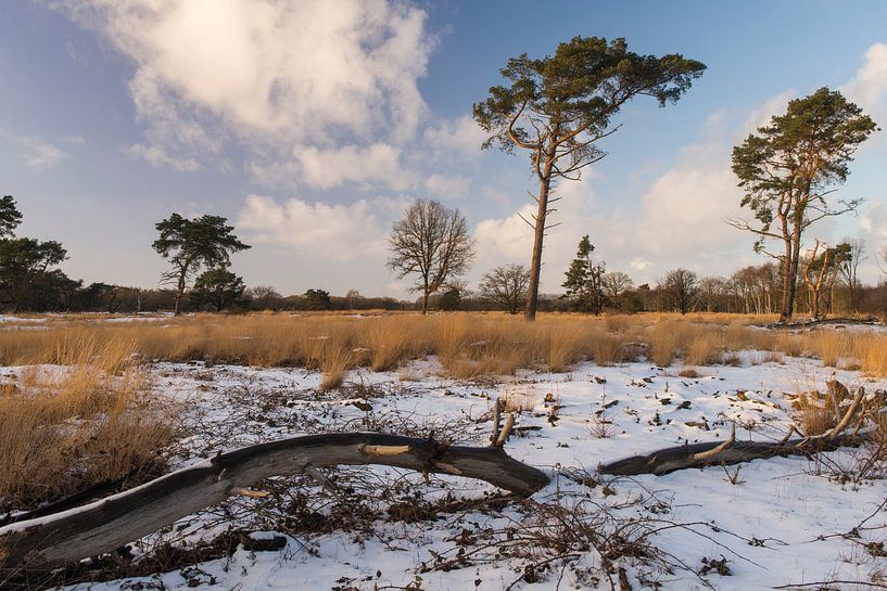 Winters landschap in Drenthe van Harry Kors