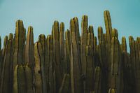 Natural sculptures: cacti in the sunlight
