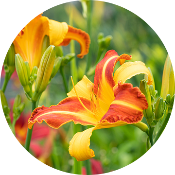 Daglelie, Hemerocallis van Alexander Ludwig