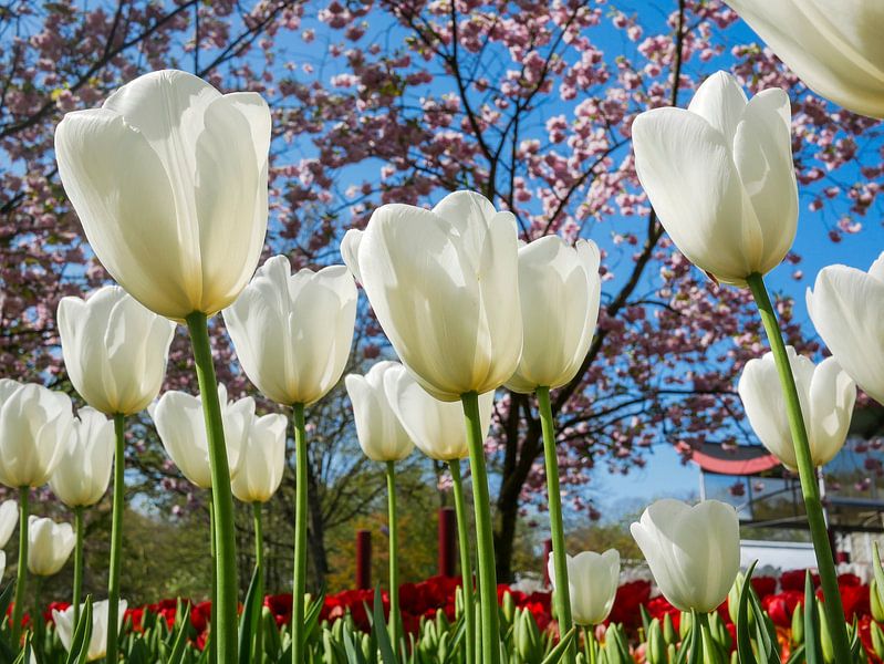 Witte tulpen van Peet Romijn