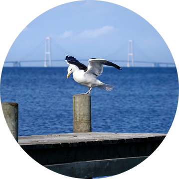 Storebælt Bridge with a Seagull van Jörg Hausmann