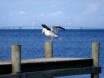 Storebælt Bridge with a Seagull