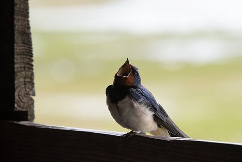 Langstrecke Rauchschwalbe