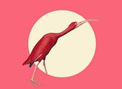 The Timid Scarlet Ibis by Marja van den Hurk thumbnail