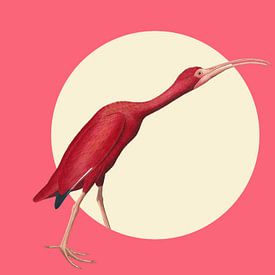 The Timid Scarlet Ibis by Marja van den Hurk