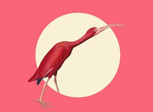 The Timid Scarlet Ibis
