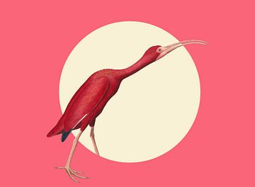 The Timid Scarlet Ibis van Marja van den Hurk