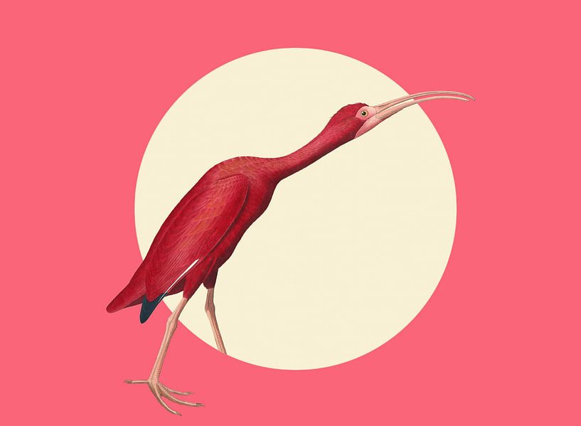 The Timid Scarlet Ibis by Marja van den Hurk
