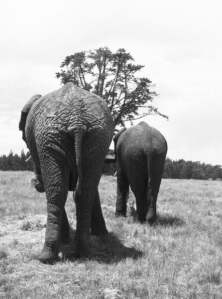 Elephanten von Olaf Franke