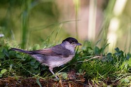 Fauvette à tête noire (Sylvia atricapilla)