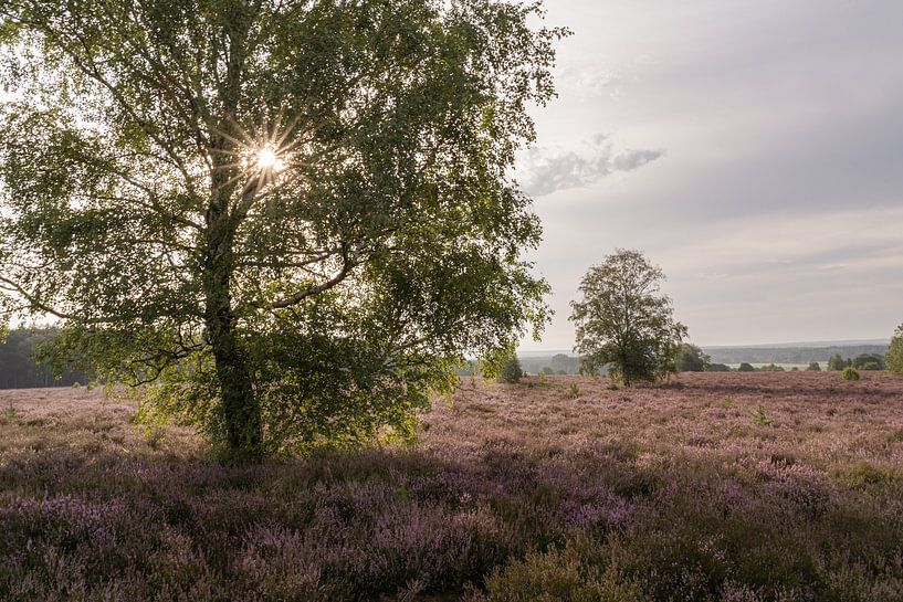 De zonnester in de boomtop van Marc-Sven Kirsch
