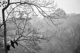 Relax van Alessandro Catta