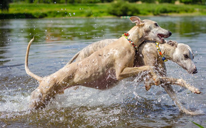 Whippets - water games by Christine Nöhmeier