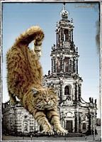 pet fellow - luie kat