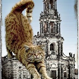 pet fellow - luie kat van Leeloo_mp