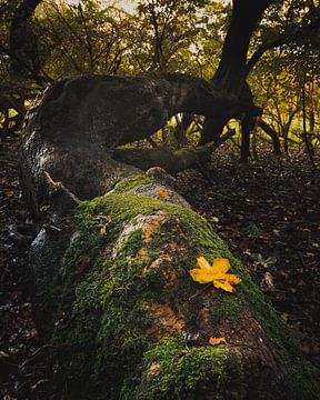 Golden Leaf van Hendrik Karremans