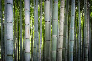 Les troncs de bambous de la forêt de bambous à Kyoto sur Ineke Huizing