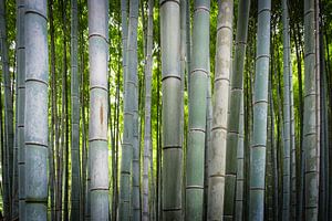 Les troncs de bambous de la forêt de bambous à Kyoto
