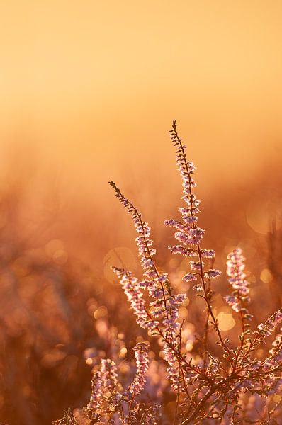 Heather Posbank by Nancy van Verseveld