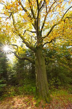 Beukenboom in herfsttooi