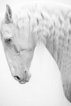 Portret wit paard in Fine Art zwart-wit van Shirley van Lieshout