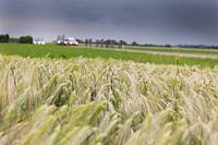 Kopgroep