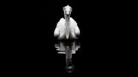 Weißer Pelikan von vorne. von Alex Pansier Miniaturansicht