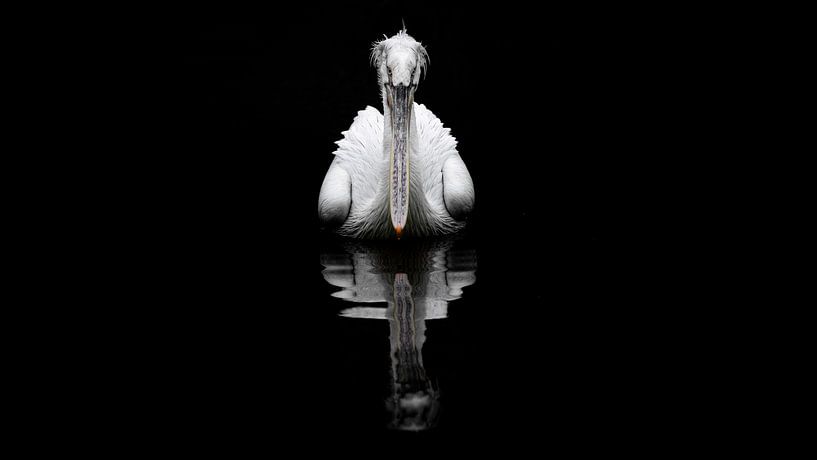 Pélican blanc de l'avant. par Alex Pansier
