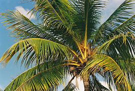 Palm in the Caribbean Light – Curaçao by Yahya Algehaili