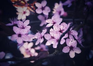 Blossom