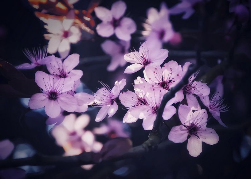 Blossom by Maickel Dedeken