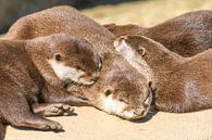 Zonnebadende otters op een rots van Sjoerd van der Wal Fotografie thumbnail