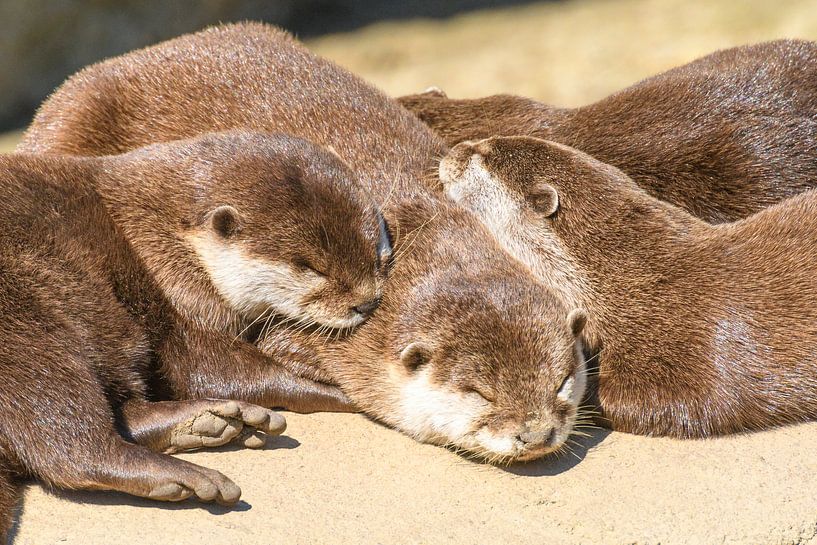 Zonnebadende otters op een rots van Sjoerd van der Wal Fotografie