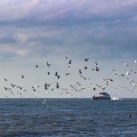 Gulls over the sea by MSP Canvas