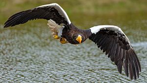 Aigle de mer de Steller en vol.