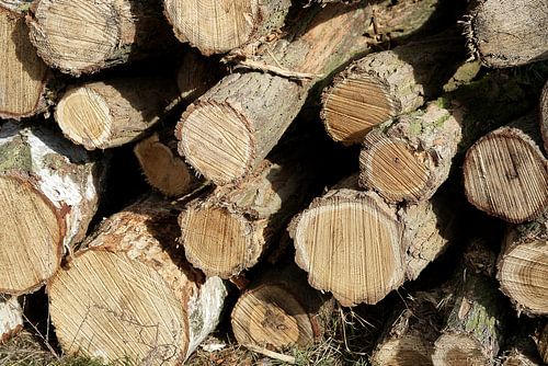 Afgezaagde boomstammen aan de rand van het bos