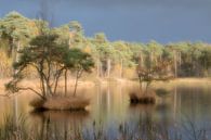 Softfocus by Roland Swennen thumbnail