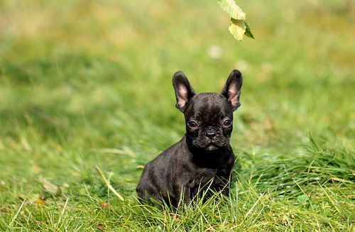 Französische Bulldogge 4