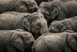 Massive Elephant Gathering by Markus Gann