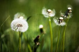 Dandelions by Frank Herrmann