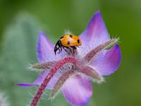 Cucumber and ladybug