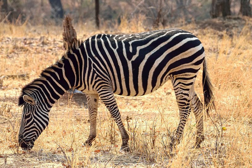 Zebra am Sambesi-Fluss von Merijn Loch