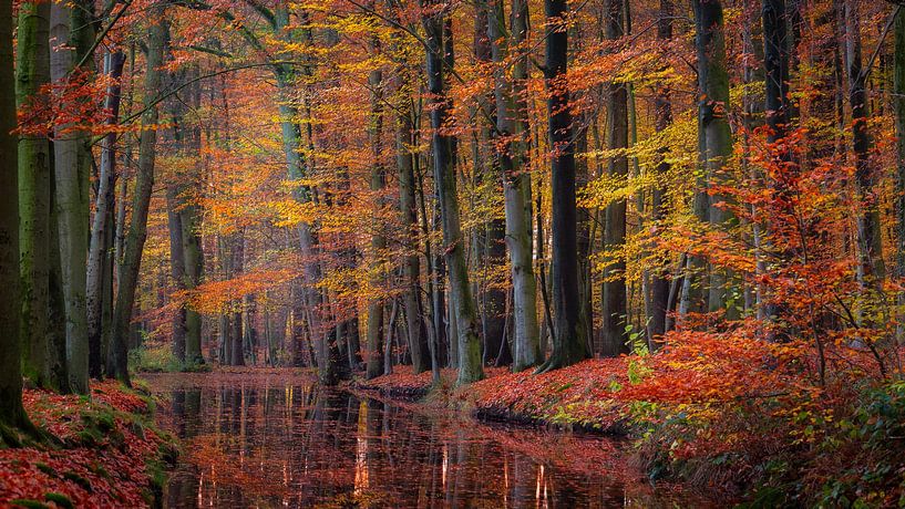 Indian summer in Twente by Ronald Kamphuis