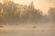 IJssel near Wilsum in fog by Evert Jan Kip thumbnail