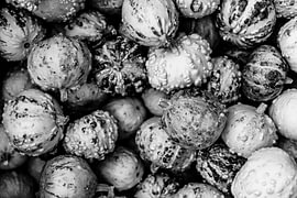 black-and-white pumpkins by Lizette Warnars